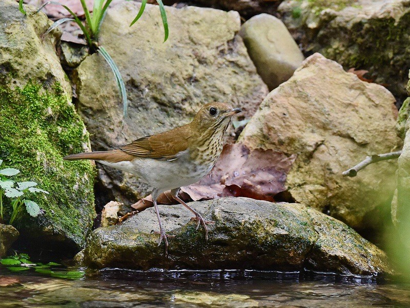 Catharus fuscescens by wildreturn is licensed under CC BY 2.0.